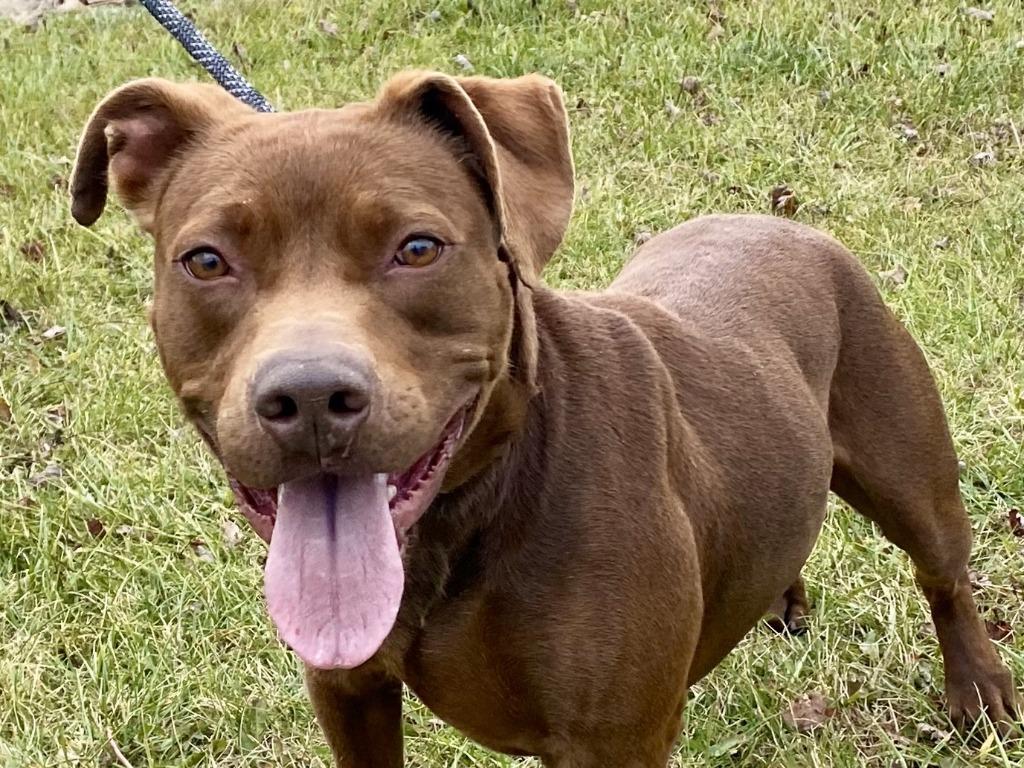 Enlarge Morocco, a Adoptable Labrador Retriever in Hartford City, IN image 5/6