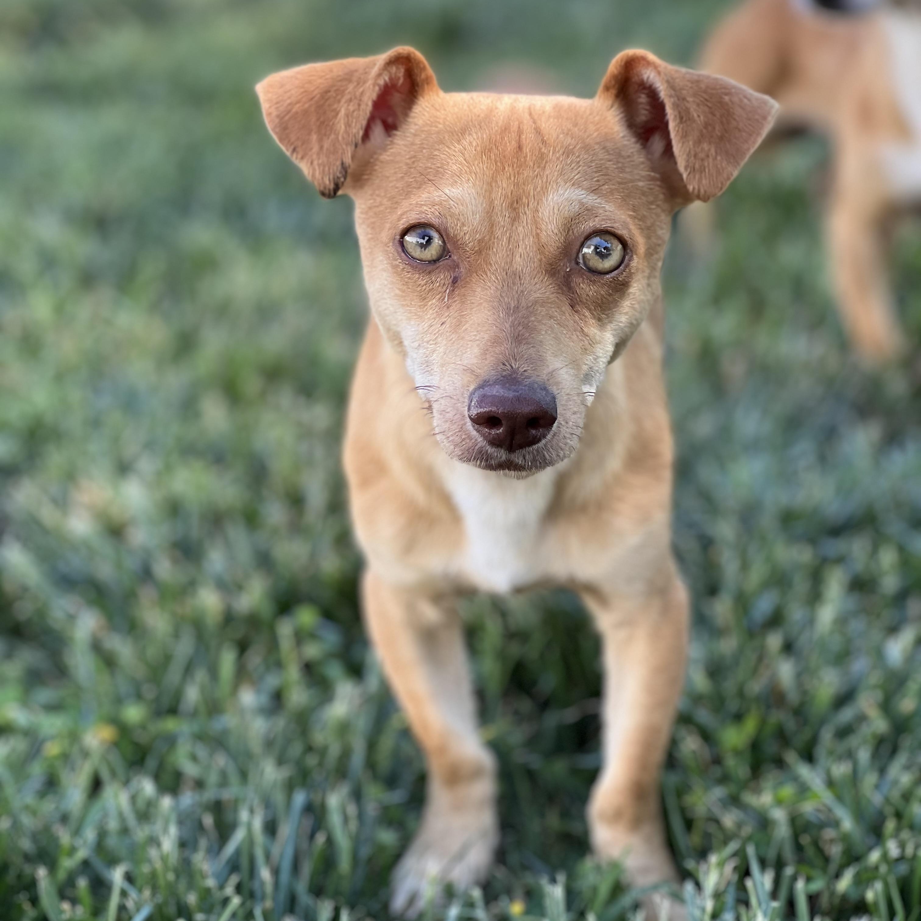 Huey, a ADOPTABLE mixed breed in Hughesville, MD image 4/6