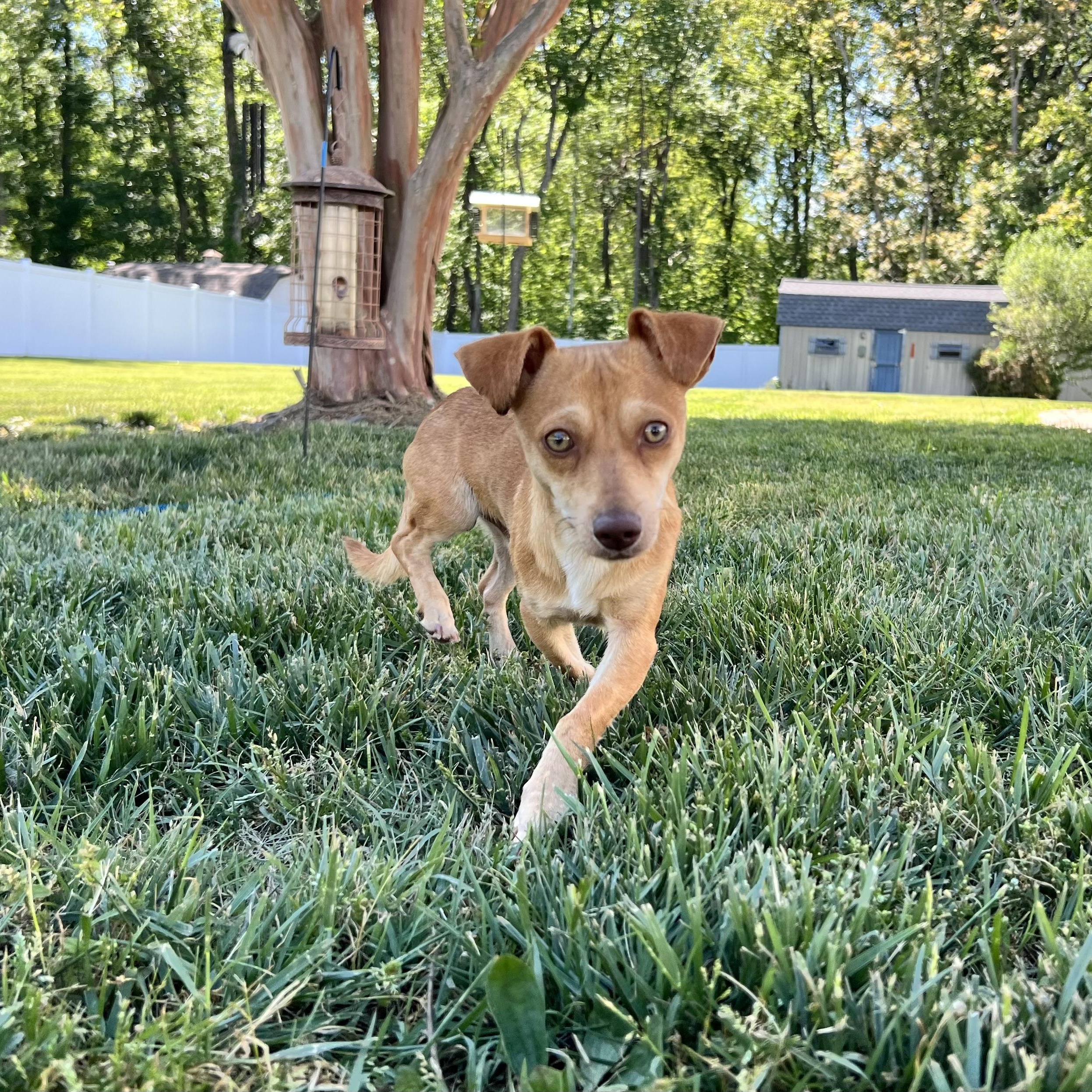 Huey, a ADOPTABLE mixed breed in Hughesville, MD image 5/6
