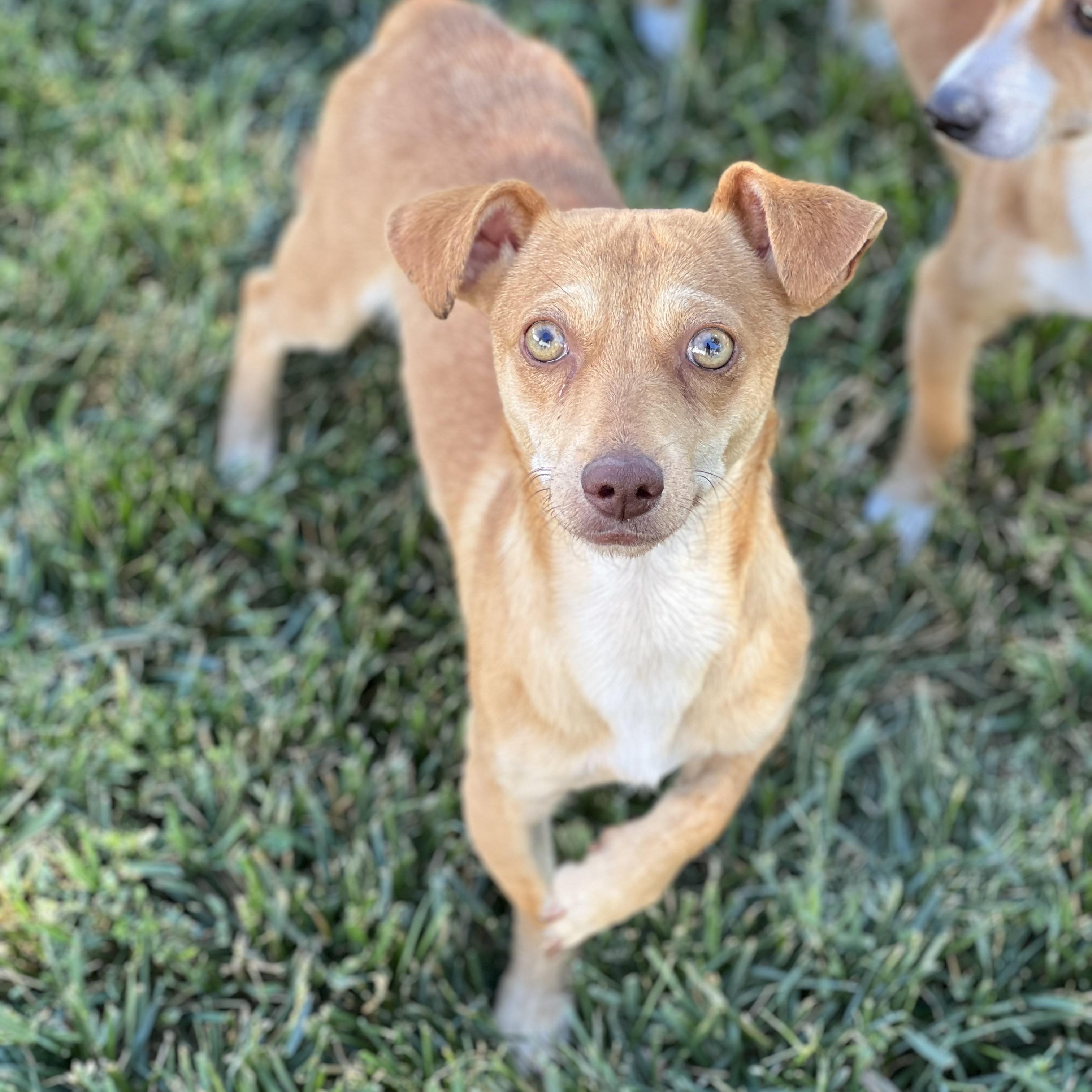 Huey, a ADOPTABLE mixed breed in Hughesville, MD image 1/6