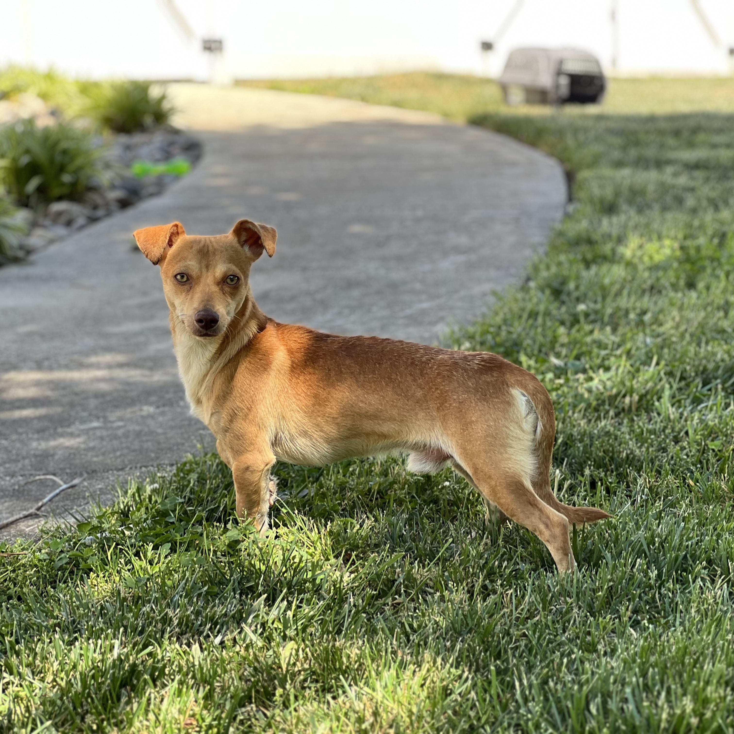 Huey, a ADOPTABLE mixed breed in Hughesville, MD image 6/6