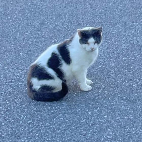 Enlarge Rockette, a Adoptable mixed breed in South Burlington, VT image 1/5