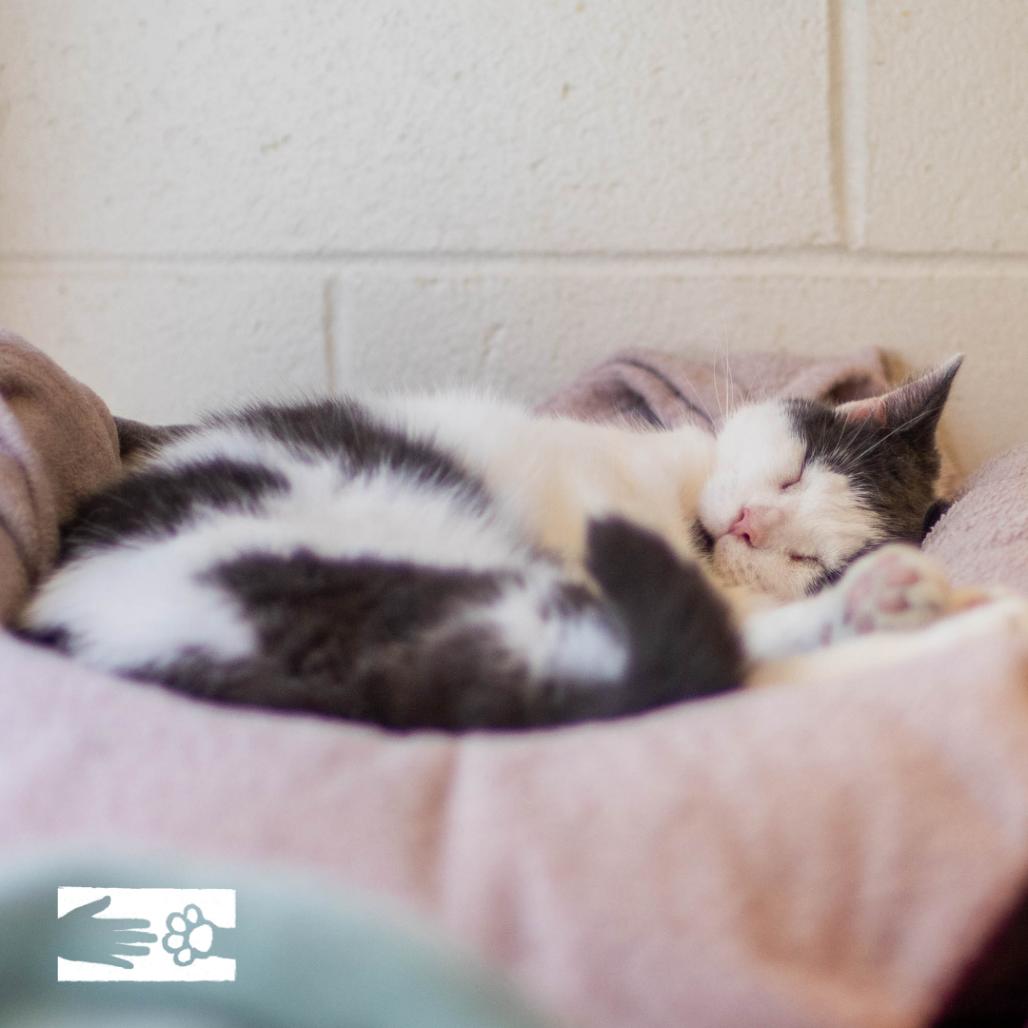 Rockette, a Adoptable mixed breed in South Burlington, VT image 1/6