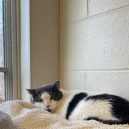 Rockette, a Adoptable mixed breed in South Burlington, VT image 2/6