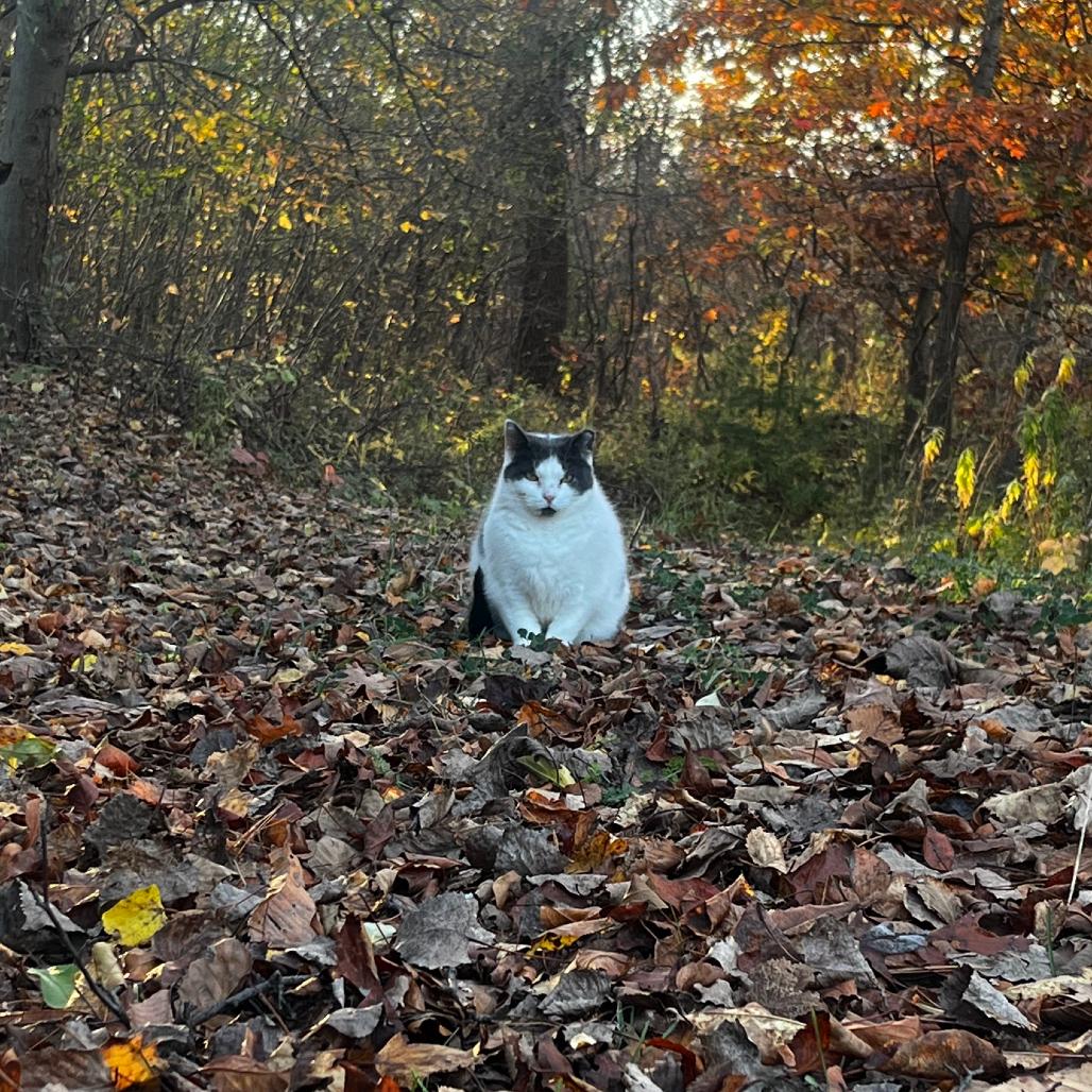 Rockette — thumbnail 2