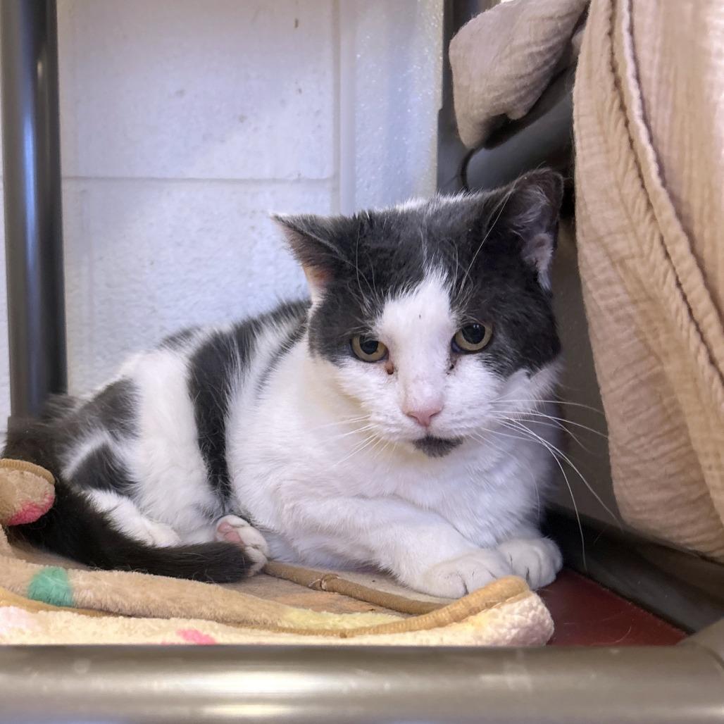 Enlarge Rockette, a Adoptable mixed breed in South Burlington, VT image 2/6