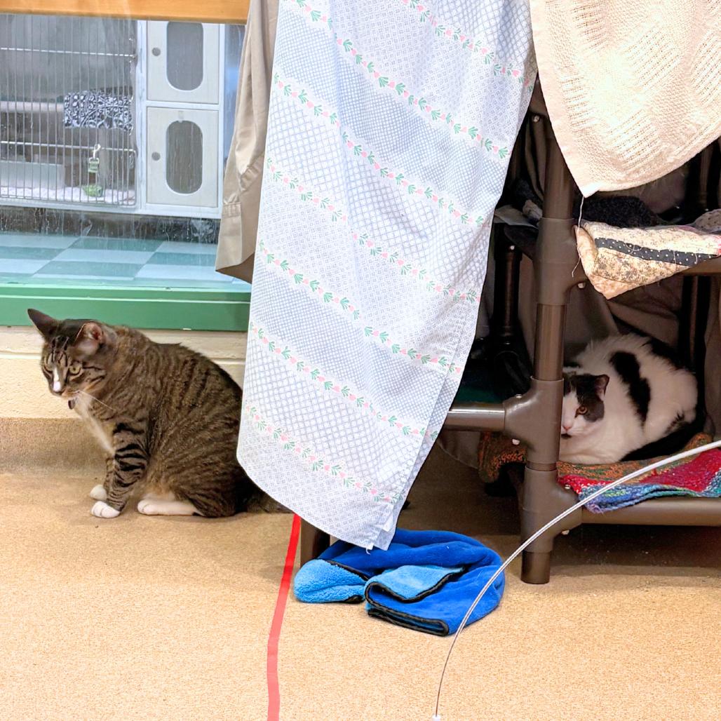 Enlarge Rockette, a Adoptable mixed breed in South Burlington, VT image 2/6