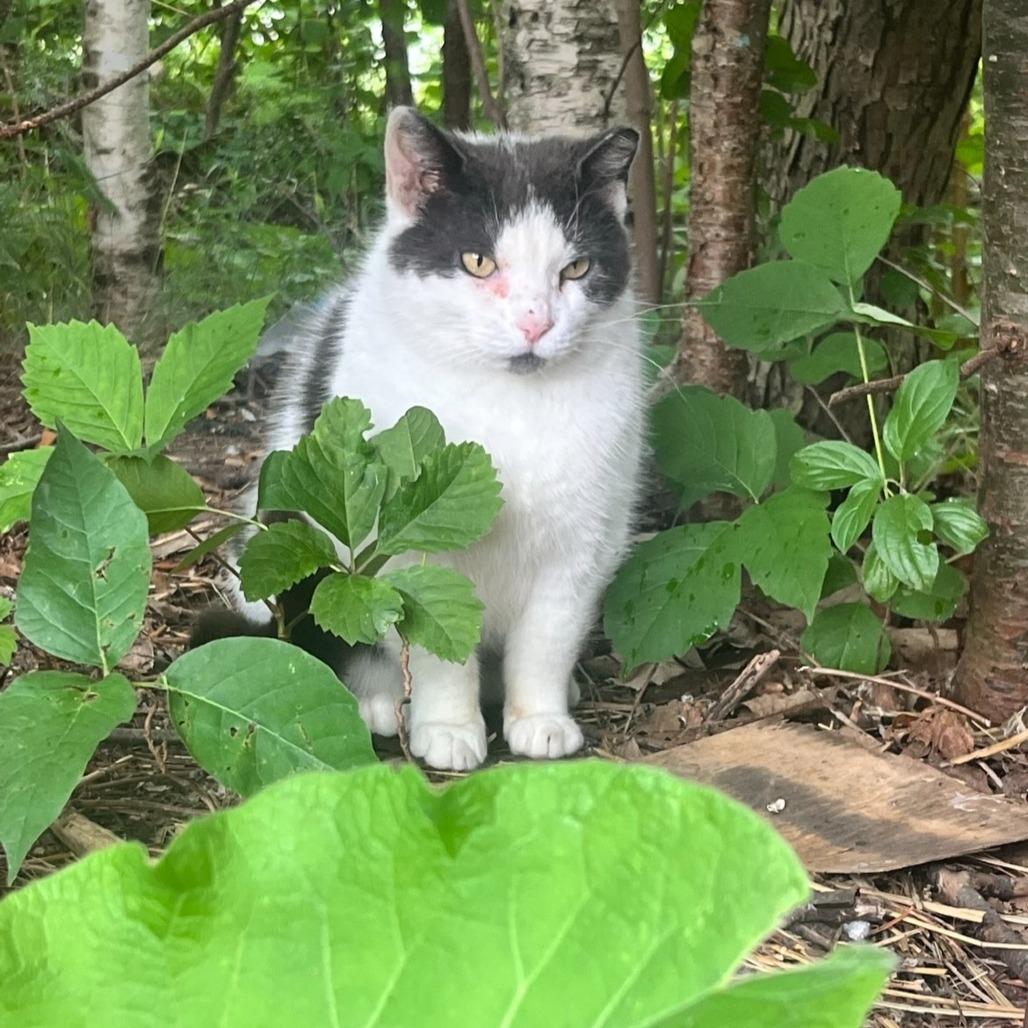Enlarge Rockette, a Adoptable mixed breed in South Burlington, VT image 3/5