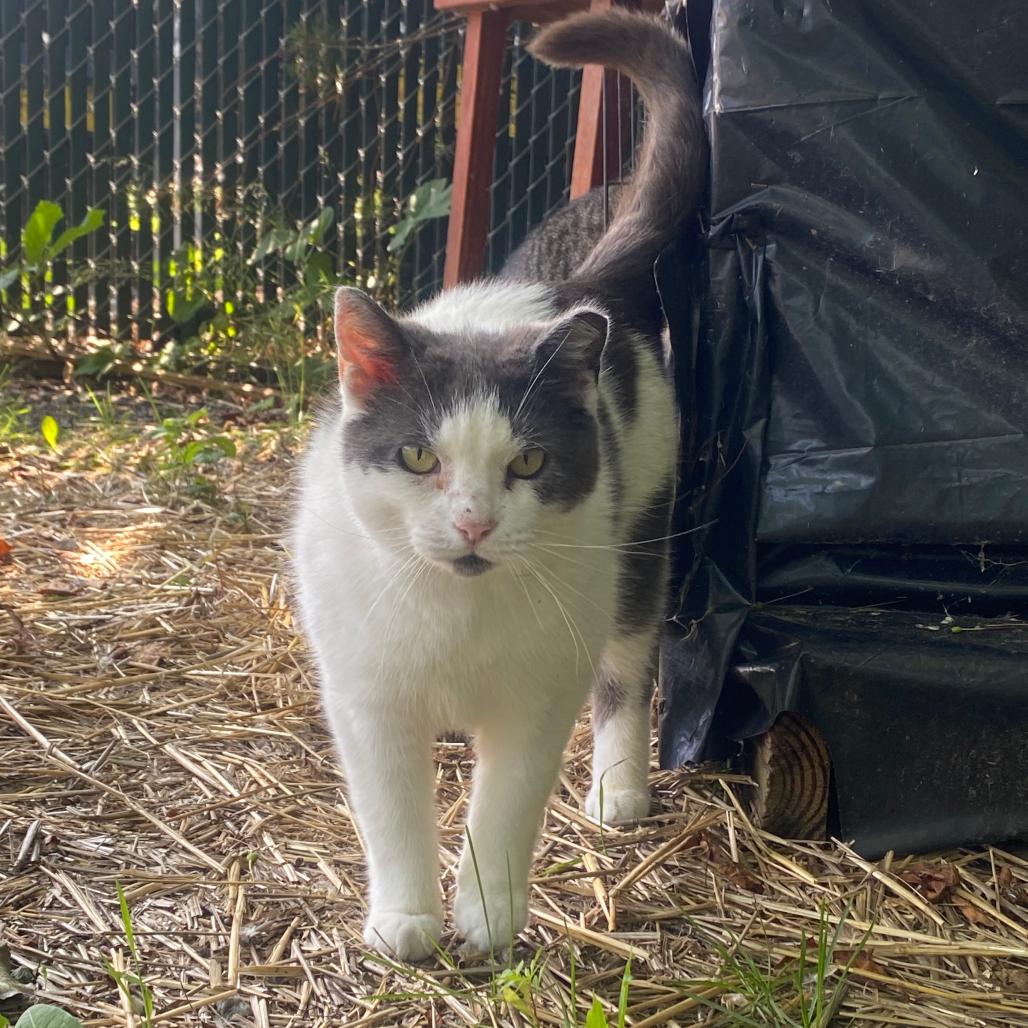 Enlarge Rockette, a Adoptable mixed breed in South Burlington, VT image 4/5