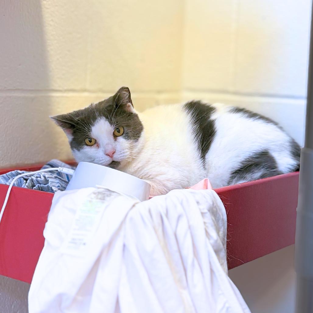 Enlarge Rockette, a Adoptable mixed breed in South Burlington, VT image 5/6