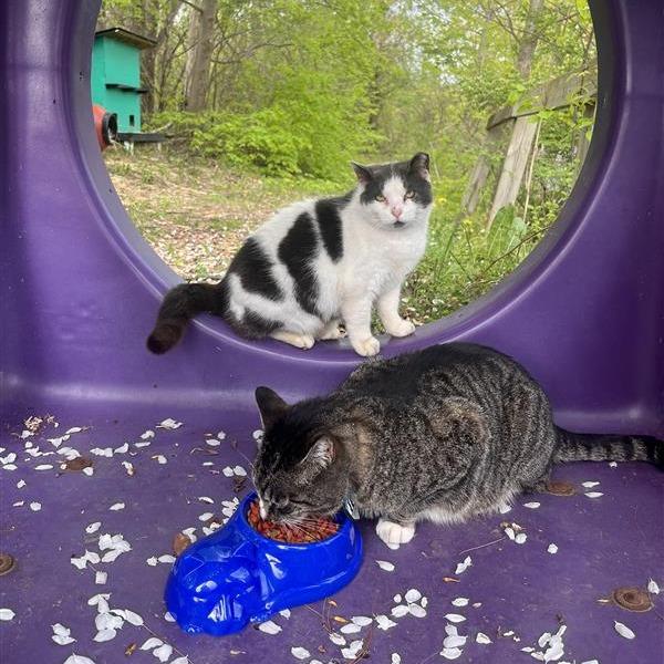 Rockette — thumbnail 5