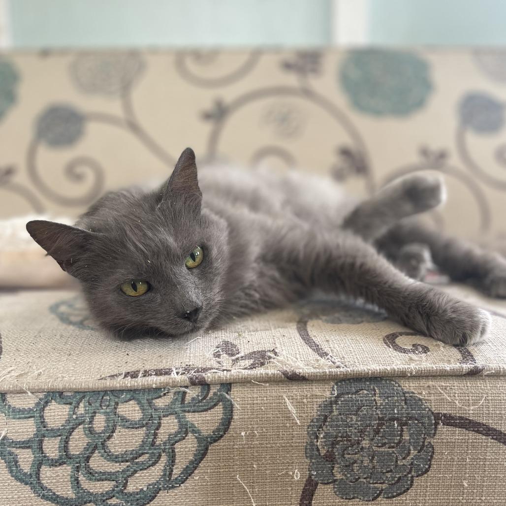 Claudine, Adoptable, Adult Female Maine Coon & Domestic Long Hair.