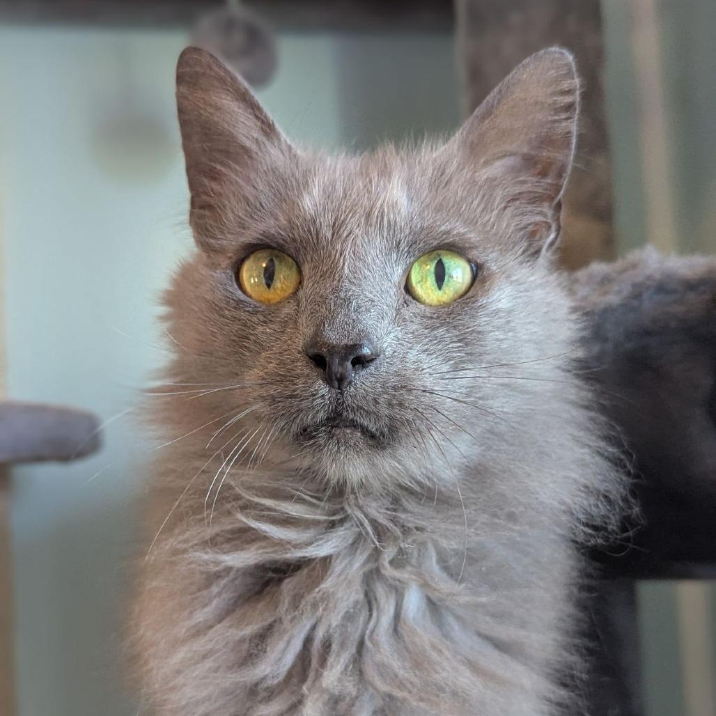 Claudine, Adoptable, Adult Female Maine Coon & Domestic Long Hair.