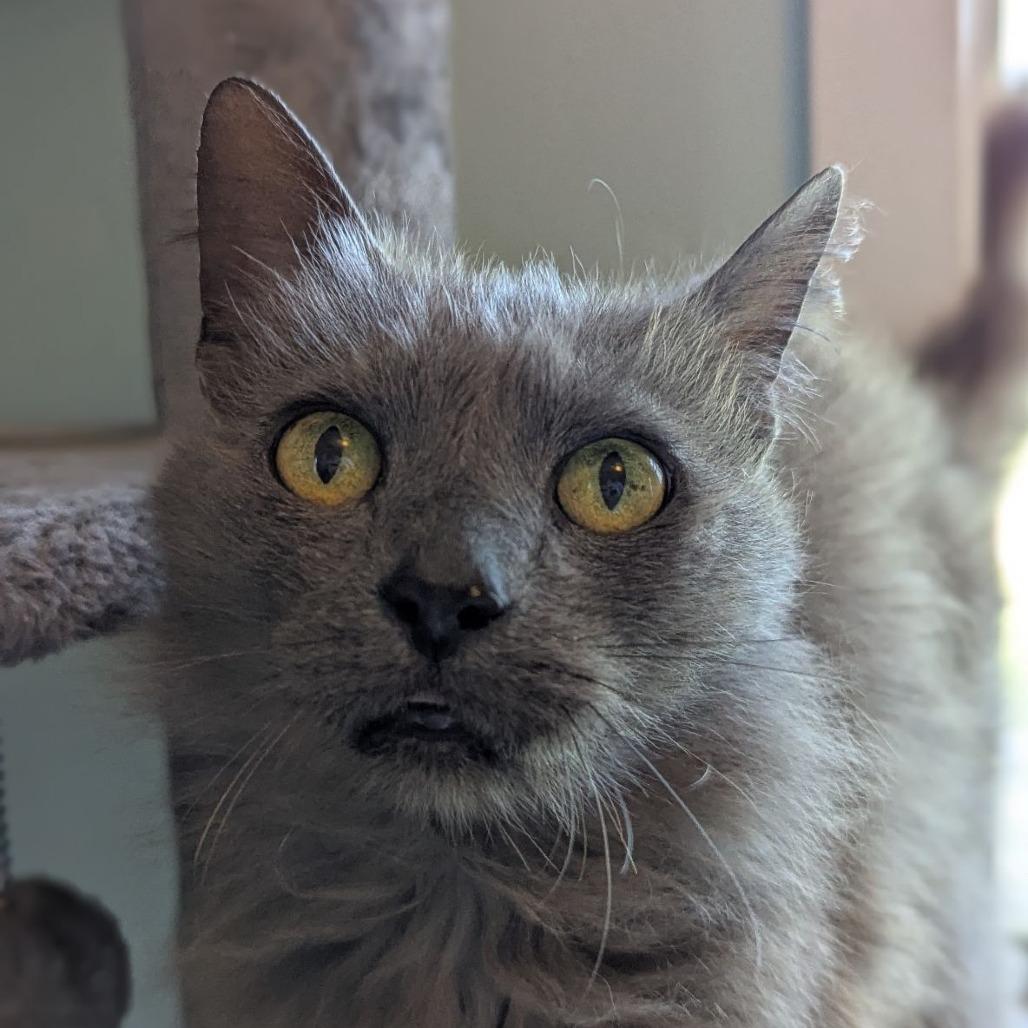 Claudine, a Adoptable mixed breed in Ocala, FL image 6/6