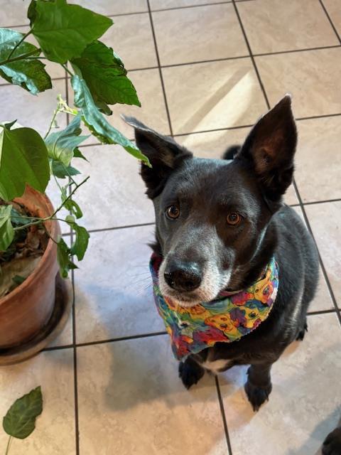 Enlarge HENRY, a Adoptable Labrador Retriever in San Antonio, TX image 1/1