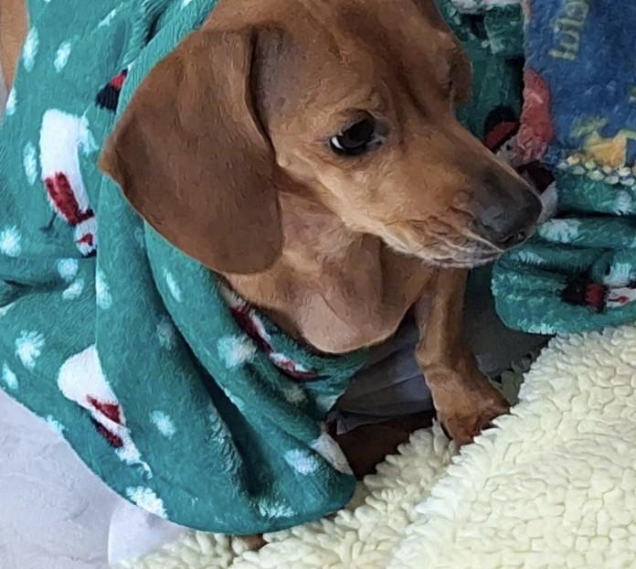 Lola, Adoptable, Adult Female Dachshund & Pug.
