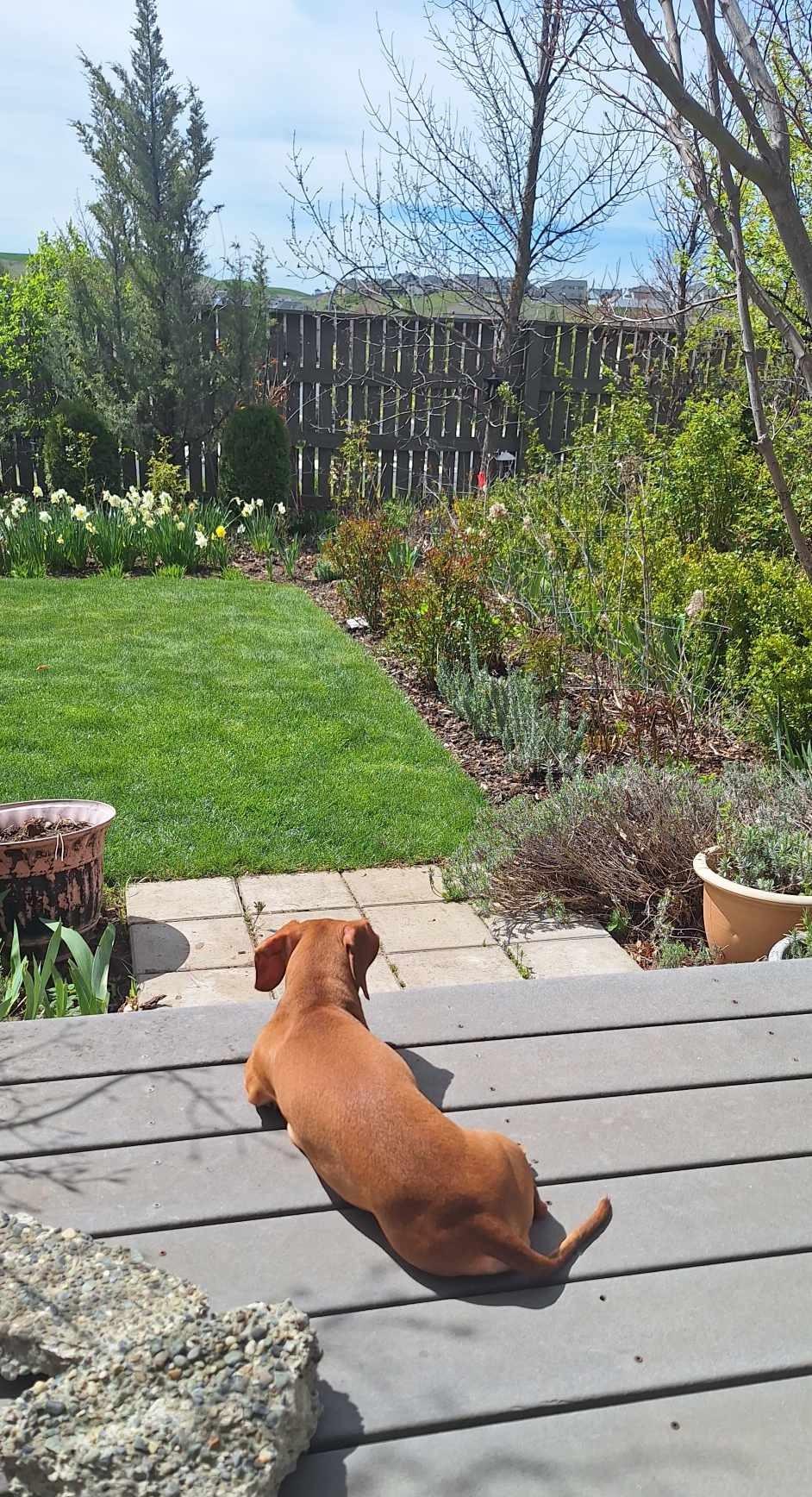 Enlarge Lola, a Adopted mixed breed in Renton, WA image 3/4