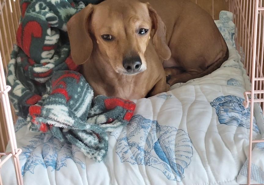 Enlarge Lola, a Adopted mixed breed in Renton, WA image 2/4