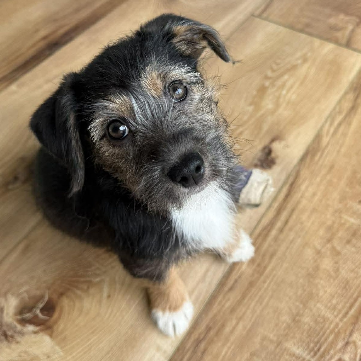 Honey, adopted, Young Female Mixed Breed.