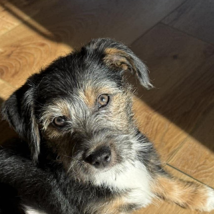 Enlarge Honey, an adopted mixed breed in hilton, NY image 4/4