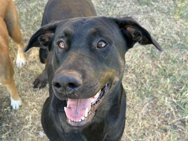 Enlarge SYMPHONY, a Adoptable mixed breed in Tulsa, OK image 1/1