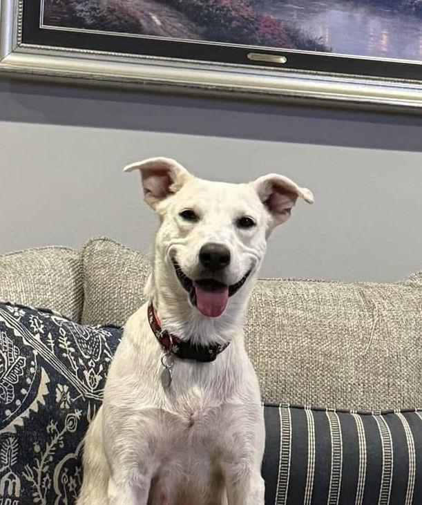 Willow, Adoptable, Adult Female Labrador Retriever.