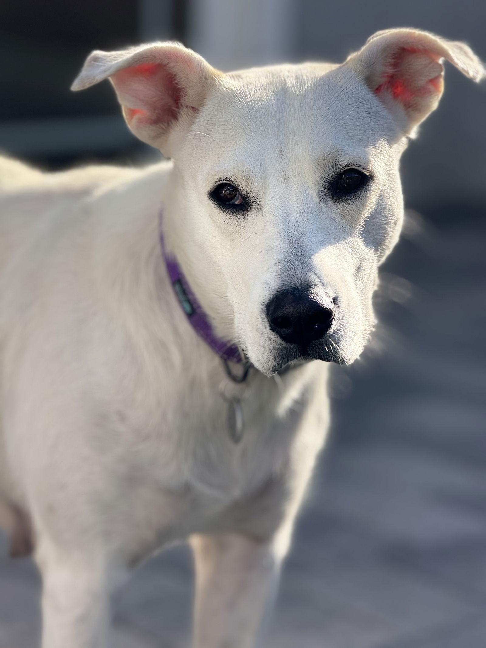 Willow, a Adoptable Labrador Retriever in San Diego, CA image 2/3