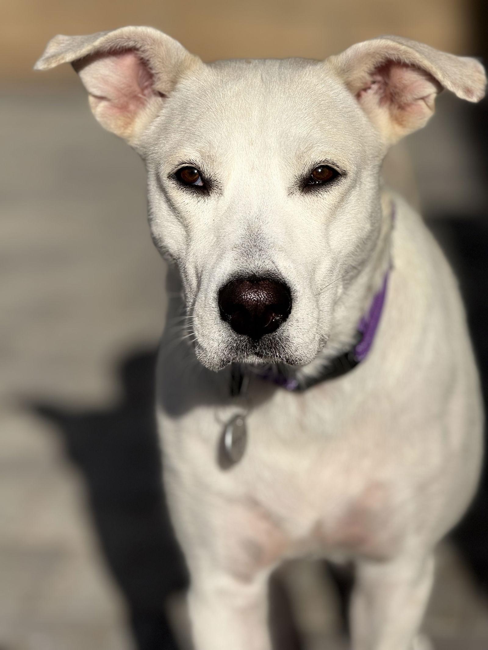 Willow, a Adoptable Labrador Retriever in San Diego, CA image 3/3