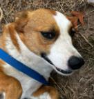 Opal — thumbnail 2