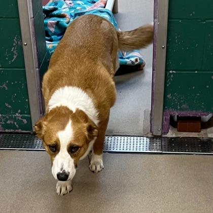 Opal — thumbnail 3