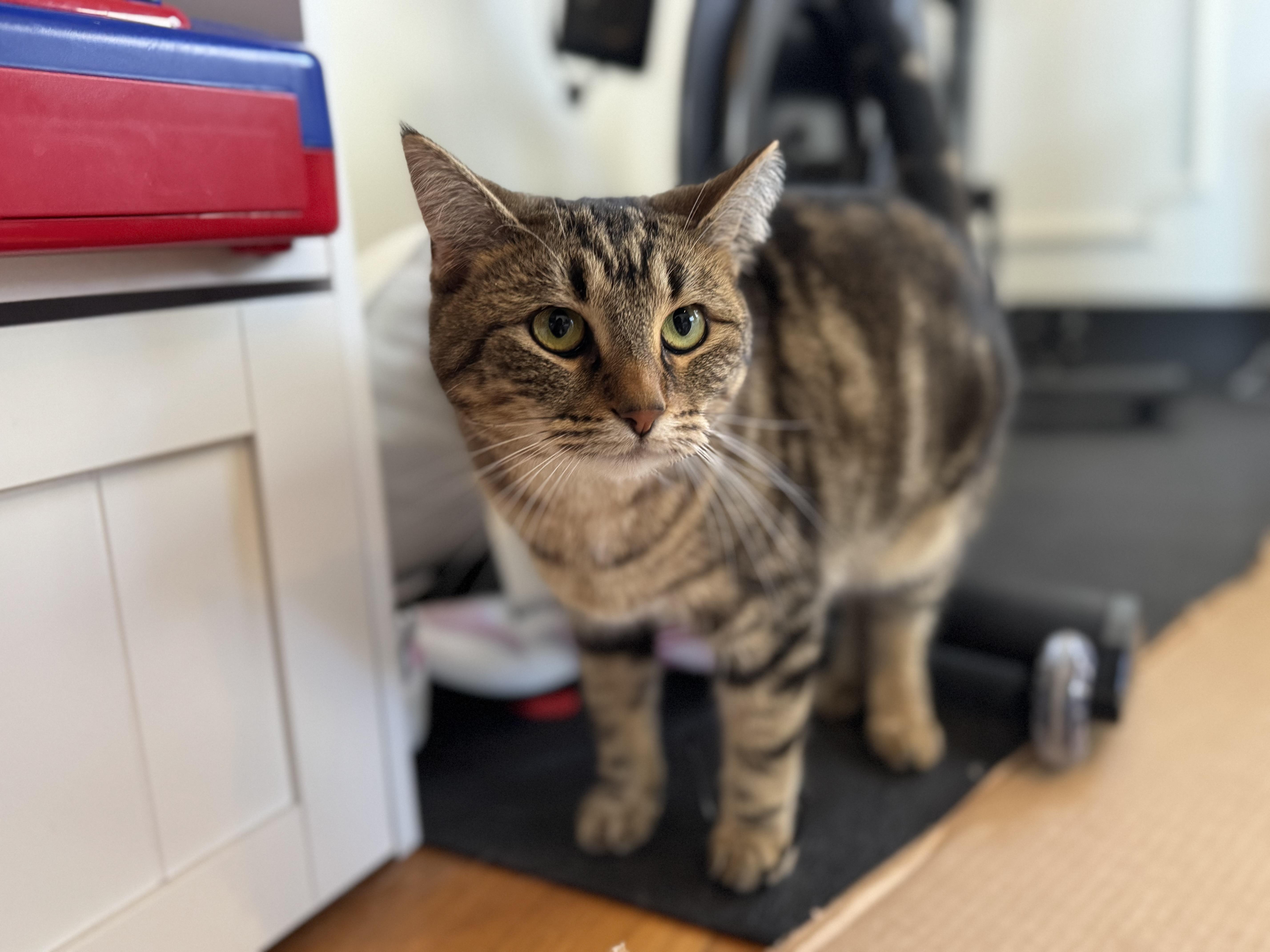 Enlarge Juliet, a Adoptable mixed breed in Petaluma, CA image 4/4