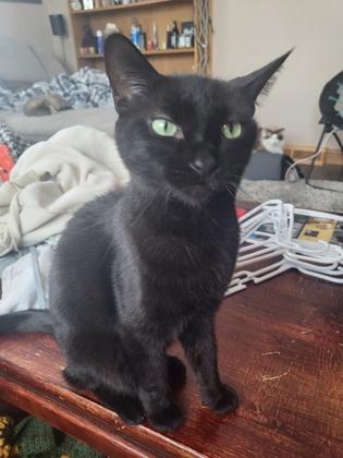Enlarge Belle, a Adoptable mixed breed in Madison, WI image 1/3