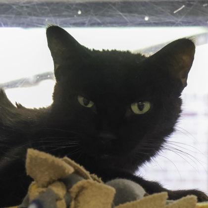 Enlarge Belle, a Adoptable mixed breed in Madison, WI image 2/3