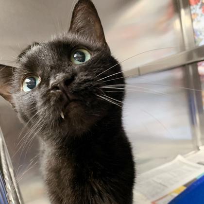 Enlarge Belle, a Adoptable mixed breed in Madison, WI image 3/3