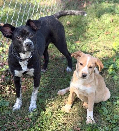 Mary Ann, a Adoptable mixed breed in Malvern, PA image 3/3