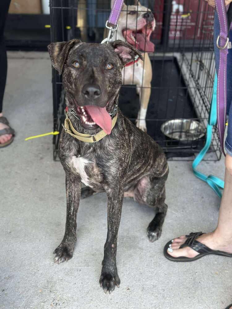 Rocco, Adoptable, Young Male Greyhound & American Staffordshire Terrier.