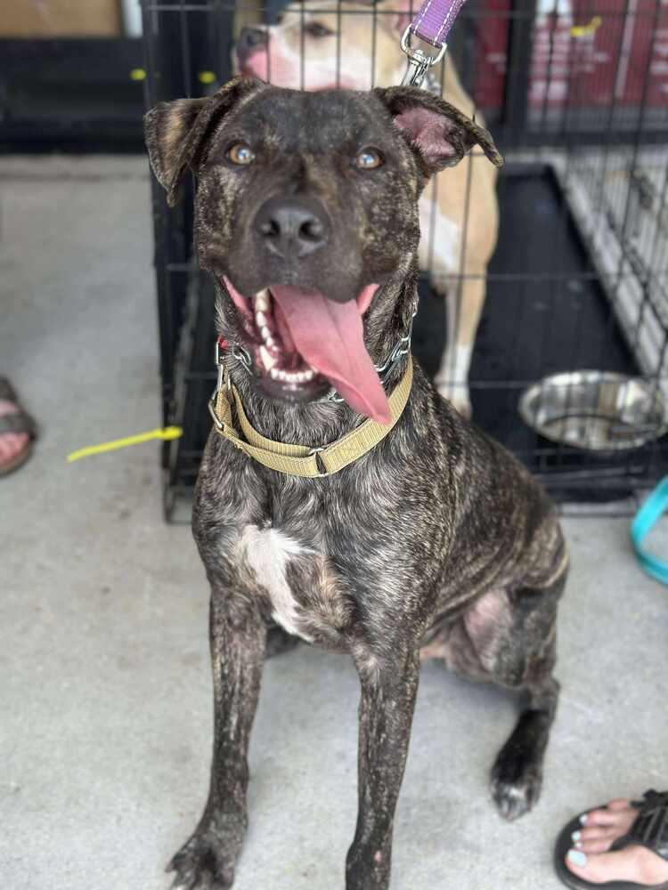 Enlarge Rocco, a Adoptable mixed breed in Milton, FL image 2/6