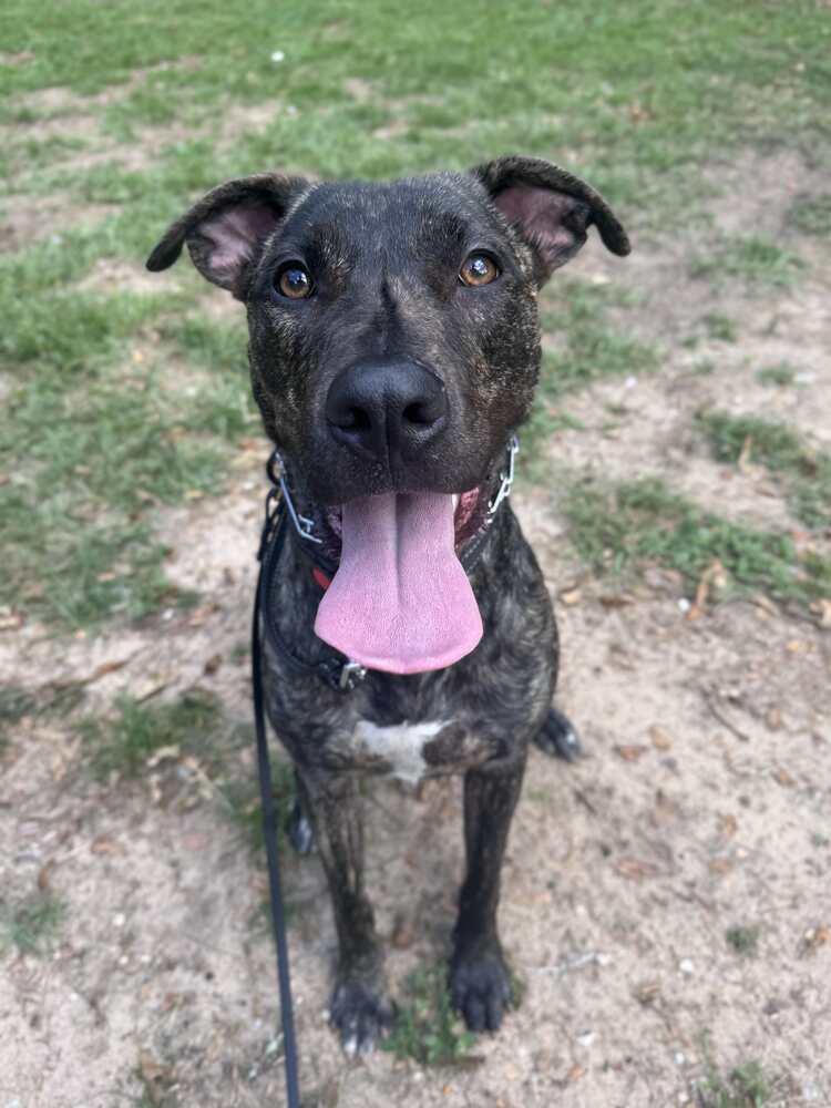 Enlarge Rocco, a Adoptable mixed breed in Milton, FL image 3/6