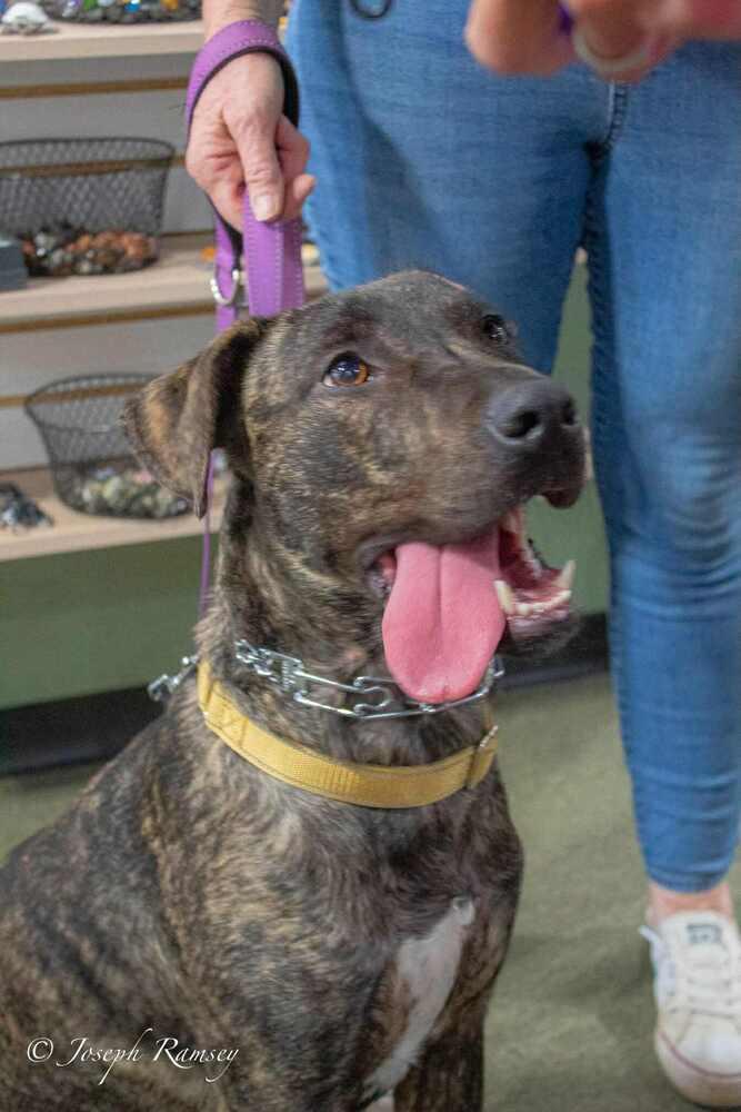 Enlarge Rocco, a Adoptable mixed breed in Milton, FL image 4/6