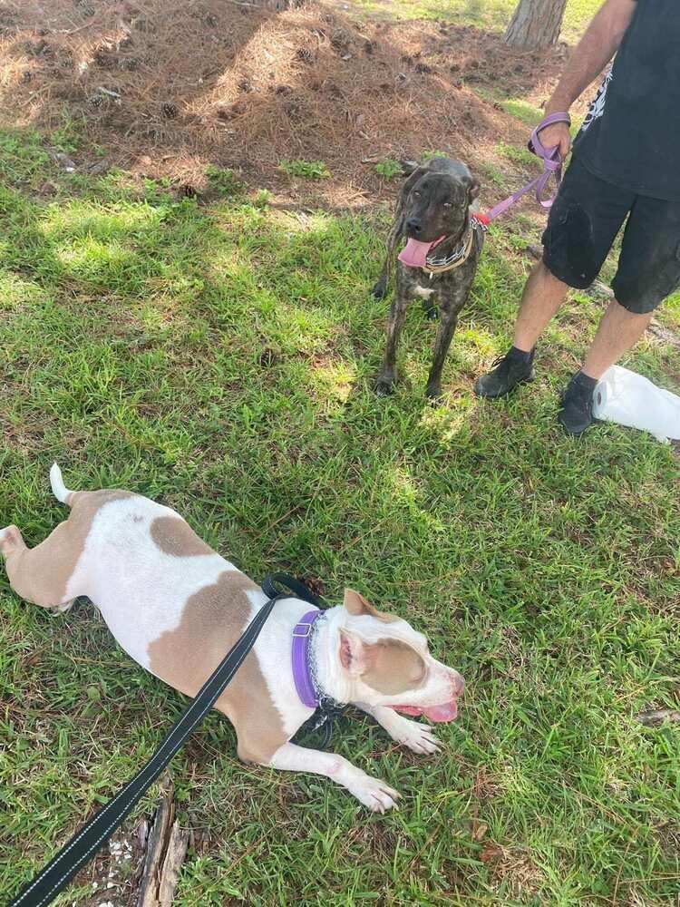 Enlarge Rocco, a Adoptable mixed breed in Milton, FL image 5/6