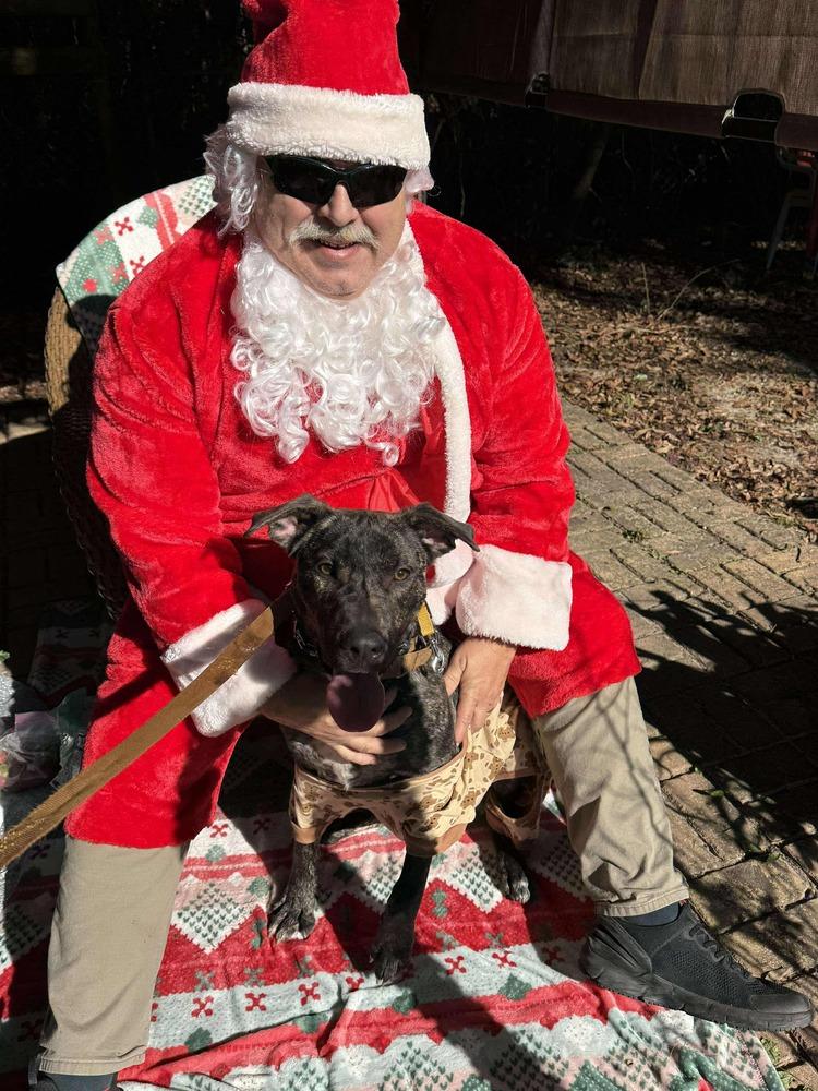 Enlarge Rocco, a Adoptable mixed breed in Milton, FL image 6/6