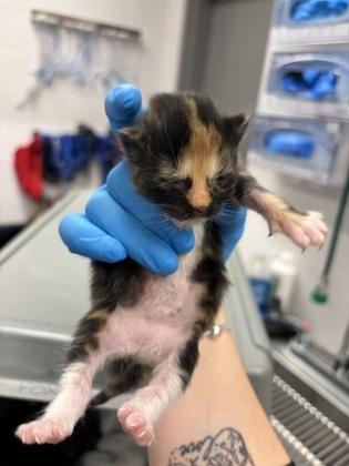 Beth, Adoptable, Kitten Female Domestic Short Hair & Domestic Short Hair.