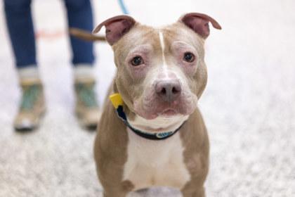 Maizie, Adoptable, Adult Female Pit Bull Terrier & Mixed Breed.