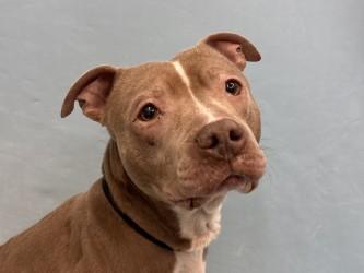 Maizie, Adoptable, Adult Female Pit Bull Terrier & Mixed Breed.