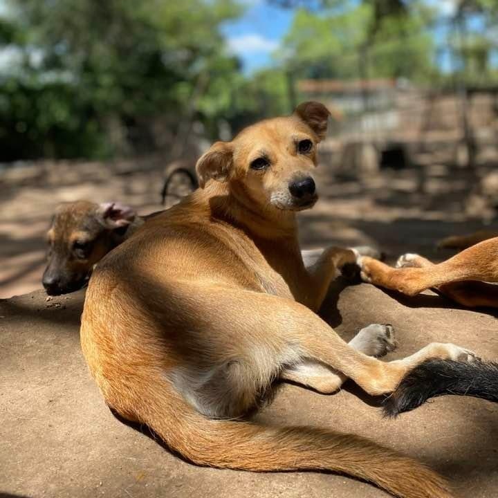 Dog for adoption Ariana Petit Four PC, a Labrador Retriever