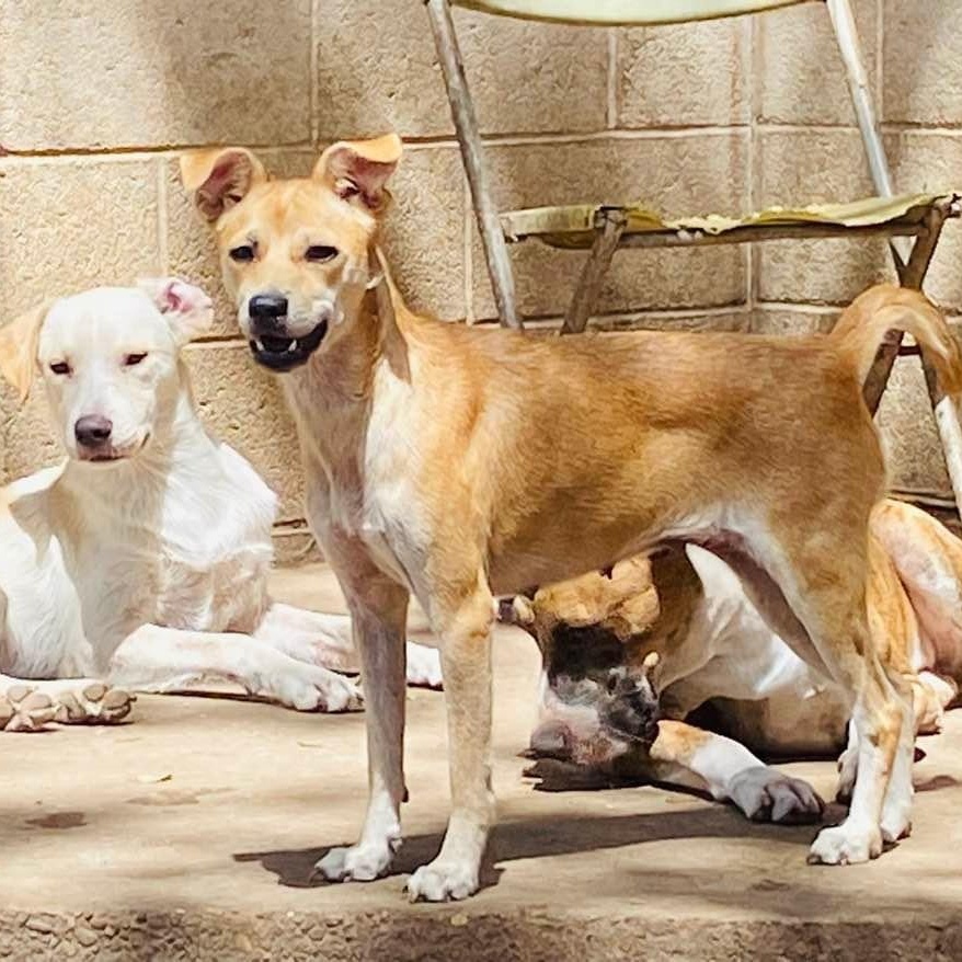 Dog for adoption Ariana Petit Four PC, a Labrador Retriever