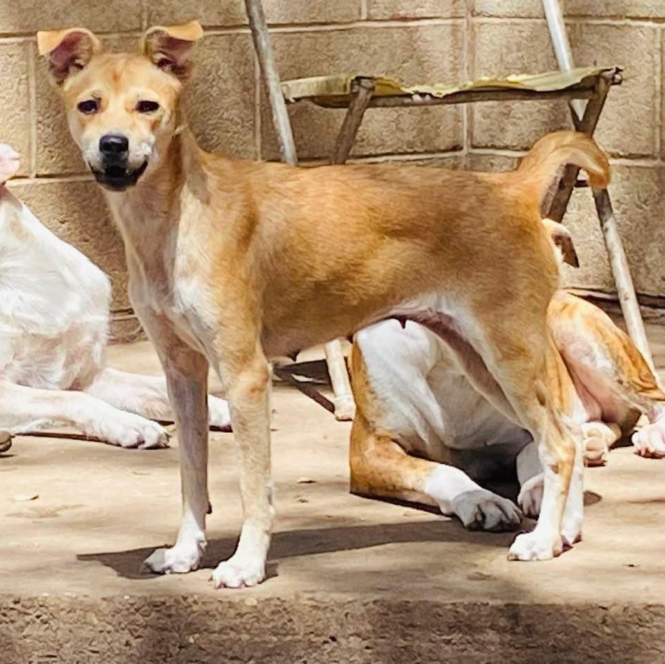 Dog for adoption Ariana Petit Four PC, a Labrador Retriever