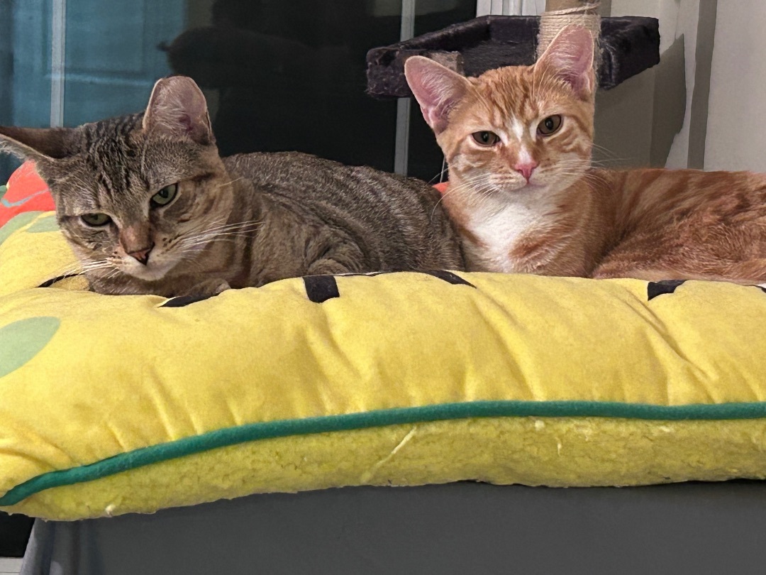 Enlarge Simon, a Adopted Domestic Short Hair in Sayville, NY image 1/3