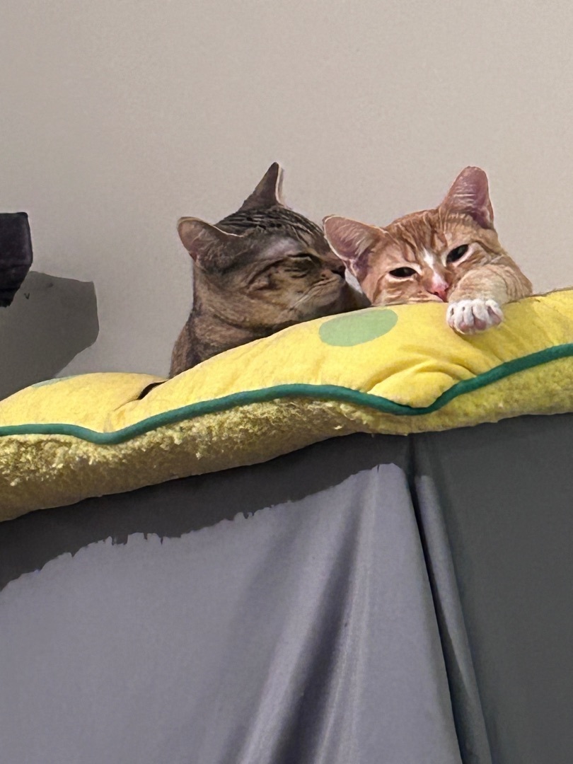 Enlarge Simon, a Adopted Domestic Short Hair in Sayville, NY image 2/3