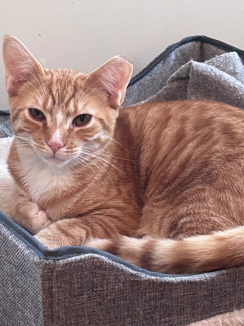 Enlarge Simon, a Adopted Domestic Short Hair in Sayville, NY image 3/3